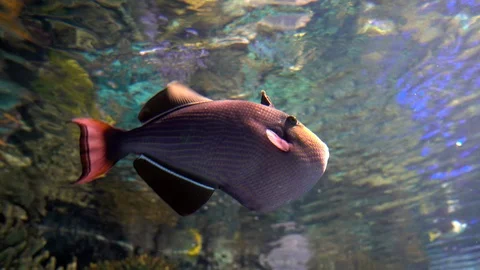 Black durgon fish Stock-Footage 100441519