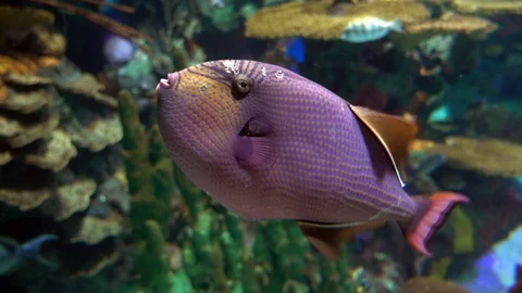 Black durgon fish Stock Footage 100441534