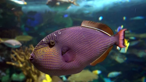 Black durgon fish Stock Footage 100441751