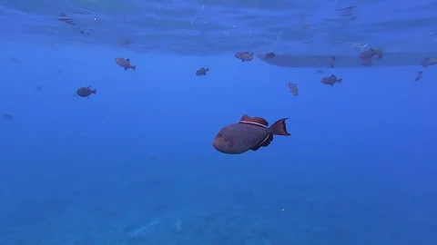 Black Durgon Triggerfish Maui Hawaii USA Stock Footage 170721653