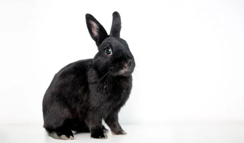 A black Dwarf mixed breed pet rabbit sitting Stock Photos
