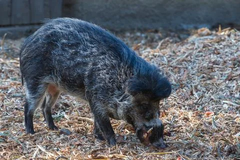 The black dwarf Pekari pig has tusks. Stock Photos