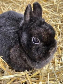 Black Dwarf Rabbit On Straw Stock Photos