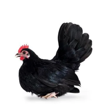 Black dwarf rooster on white background Stock Photos