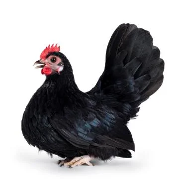 Black dwarf rooster on white background Stock Photos