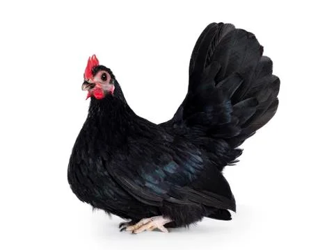Black dwarf rooster on white background Stock Photos