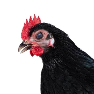 Black dwarf rooster on white background Stock Photos