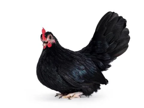 Black dwarf rooster on white background Stock Photos