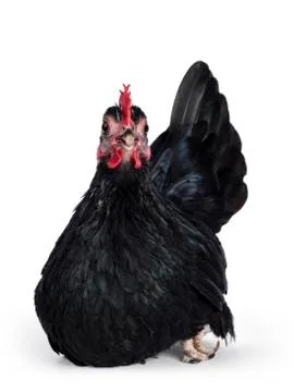 Black dwarf rooster on white background Stock Photos