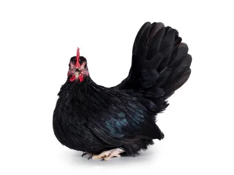 Black dwarf rooster on white background Stock Photos