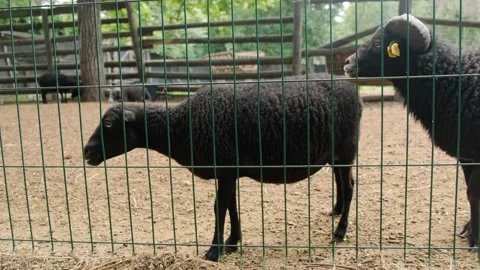 Black dwarf sheep Stock Footage 137655788