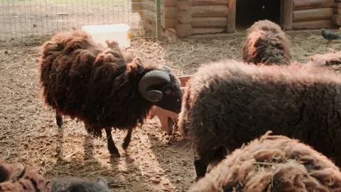 Black dwarf sheep Stock Footage 160343733