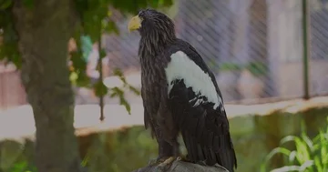 Black eagle 4k Stock Footage 85726956