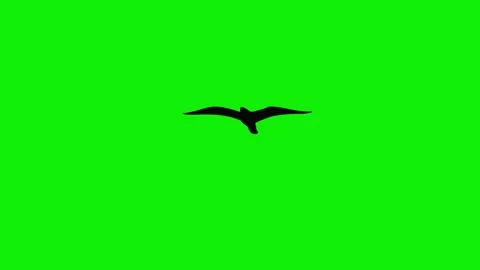 Black eagle birds flaying sky front view green screen 4k Vidéo 280392376