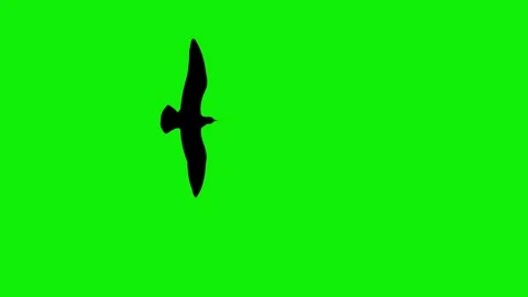 Black eagle birds flaying sky top view green screen 4k Vidéo 280392379