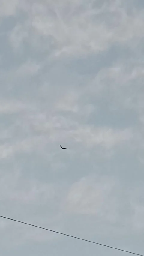 Black eagle fly in the sky with morning Stock Footage 322039734