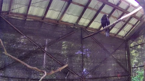 Black eagle Stock Footage 168082154