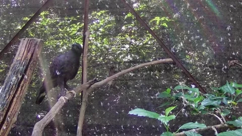 Black eagle Stock Footage 168082349