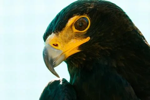 Black Eagle Looking at you. Stock Photos