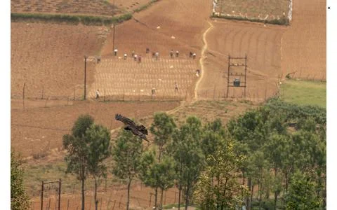 Black Eagle over Ketti Valley Nilgiris Stock Photos