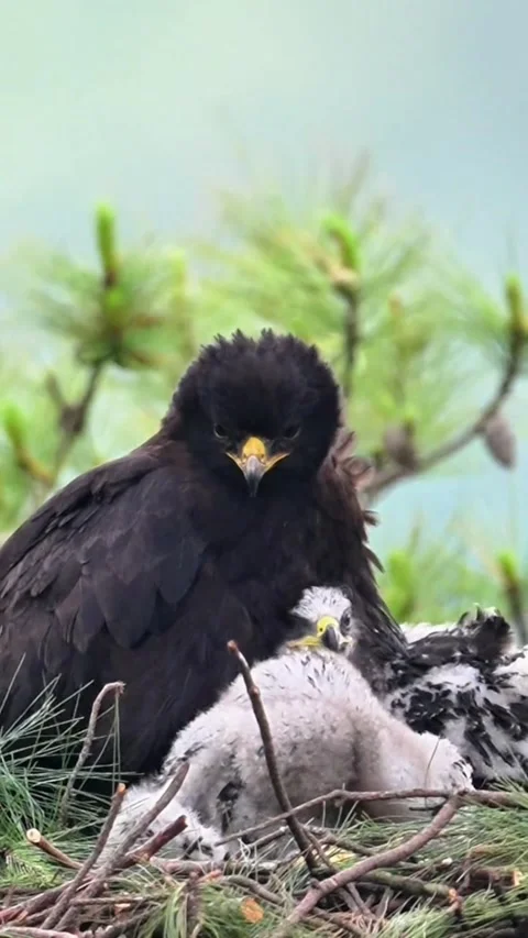 Black eagle parent protecting its fluffy chicks in a nest Vidéo 334635241