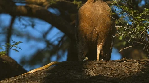 Black Eagle Perched on Tree Branch with Captured Snake Prey Stock Footage 338255922