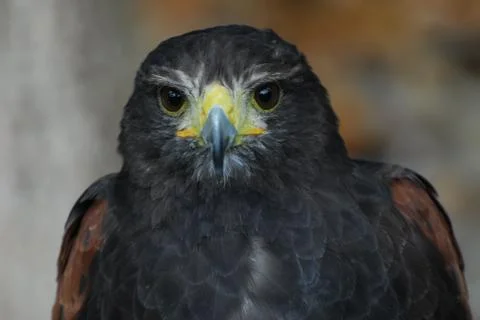 Black Eagle Stock Photos