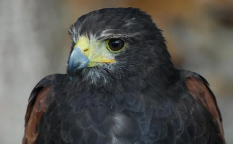 Black Eagle Stock Photos