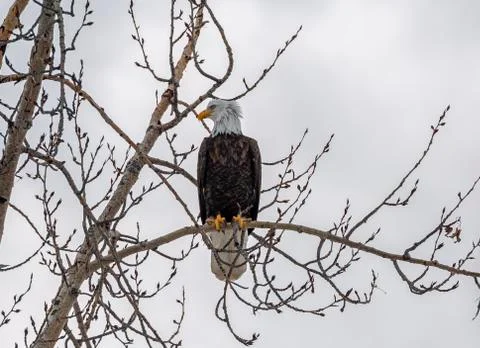 Black Eagle Stock Photos