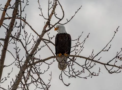 Black Eagle Stock Photos
