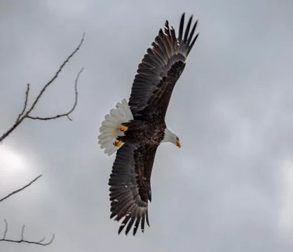 Black Eagle Stock Photos