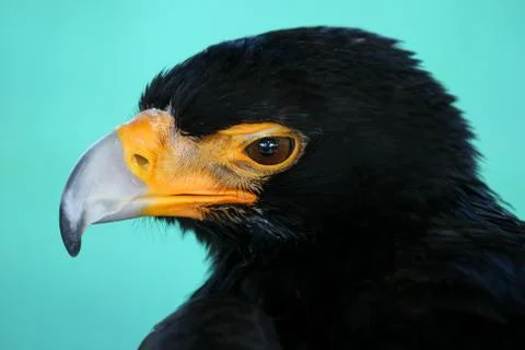 Black Eagle Portrait Stock Photos
