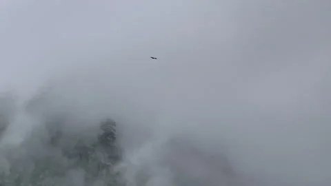 Black eagle soaring over misty mountains Stock Footage 289541114