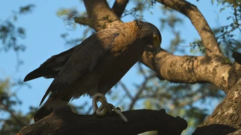 Black Eagle with typical yellow beak, gripping a snake in his claws 스톡 동영상 300949072