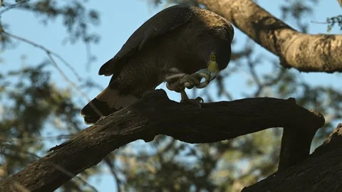 Black Eagle with typical yellow beak, gripping a snake in his claws Video stock 300949076