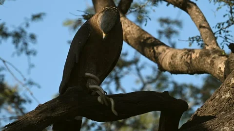 Black Eagle with typical yellow beak, gripping a snake in his claws Video stock 300949087