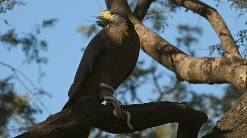 Black Eagle with typical yellow beak, gripping a snake in his claws Video stock 300949142