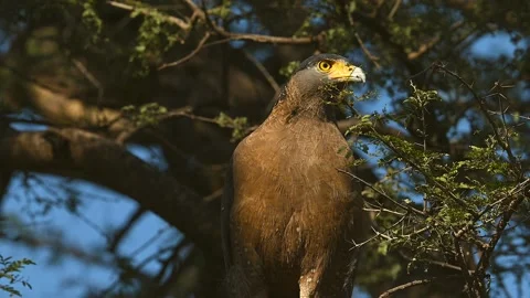 Black Eagle with typical yellow beak, gripping a snake in his claws Video stock 300949213