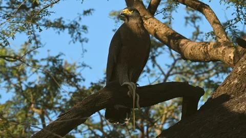 Black Eagle with typical yellow beak, gripping a snake in his claws Video stock 300949216