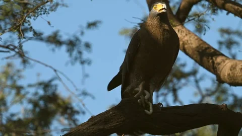 Black Eagle with typical yellow beak, gripping a snake in his claws Video stock 300949264