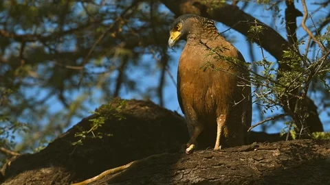 Black Eagle with typical yellow beak, gripping a snake in his claws Video stock 300949310