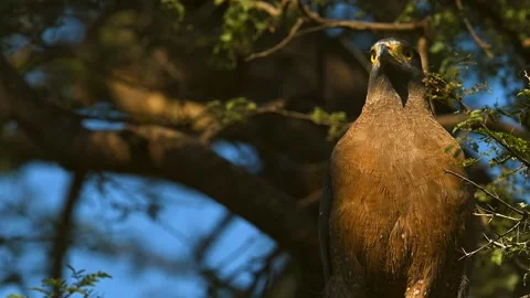 Black Eagle with typical yellow beak, gripping a snake in his claws Video stock 300949491