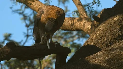 Black Eagle with typical yellow beak, gripping a snake in his claws Video stock 300949519