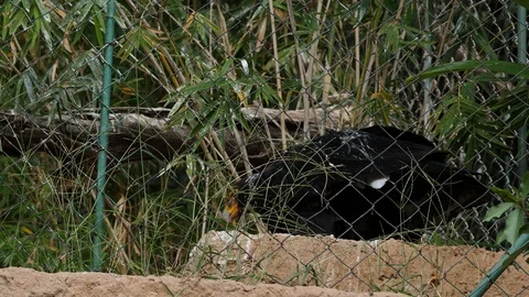 Black Eagle at Zoo Stock Footage 88009094