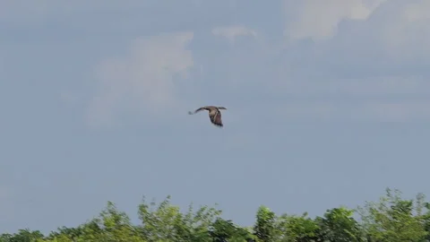 Black-eared Kite flying on blue sky in field. Stock Footage 340593024