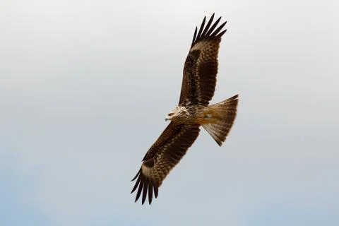 Black eared kite Stock Photos