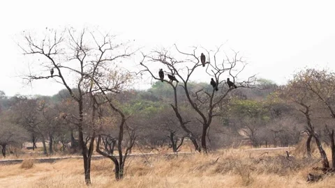 Black-eared Kites Stock Footage 241477228
