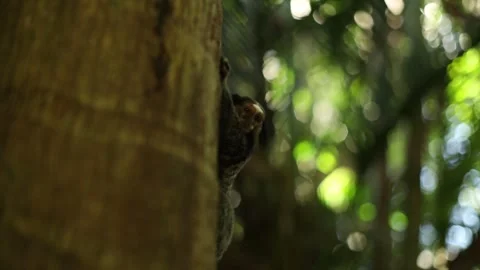 Black eared Titi Monkey climbed to a tree Stock Footage 241696950