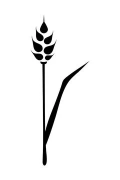 Black ears of wheat. Vector illustration on white isolated background Stock Illustration
