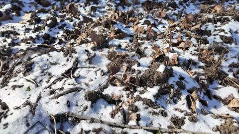 Black earth and white snow. Frozen black soil protrudes from under the snow.. Stock Footage 301463537